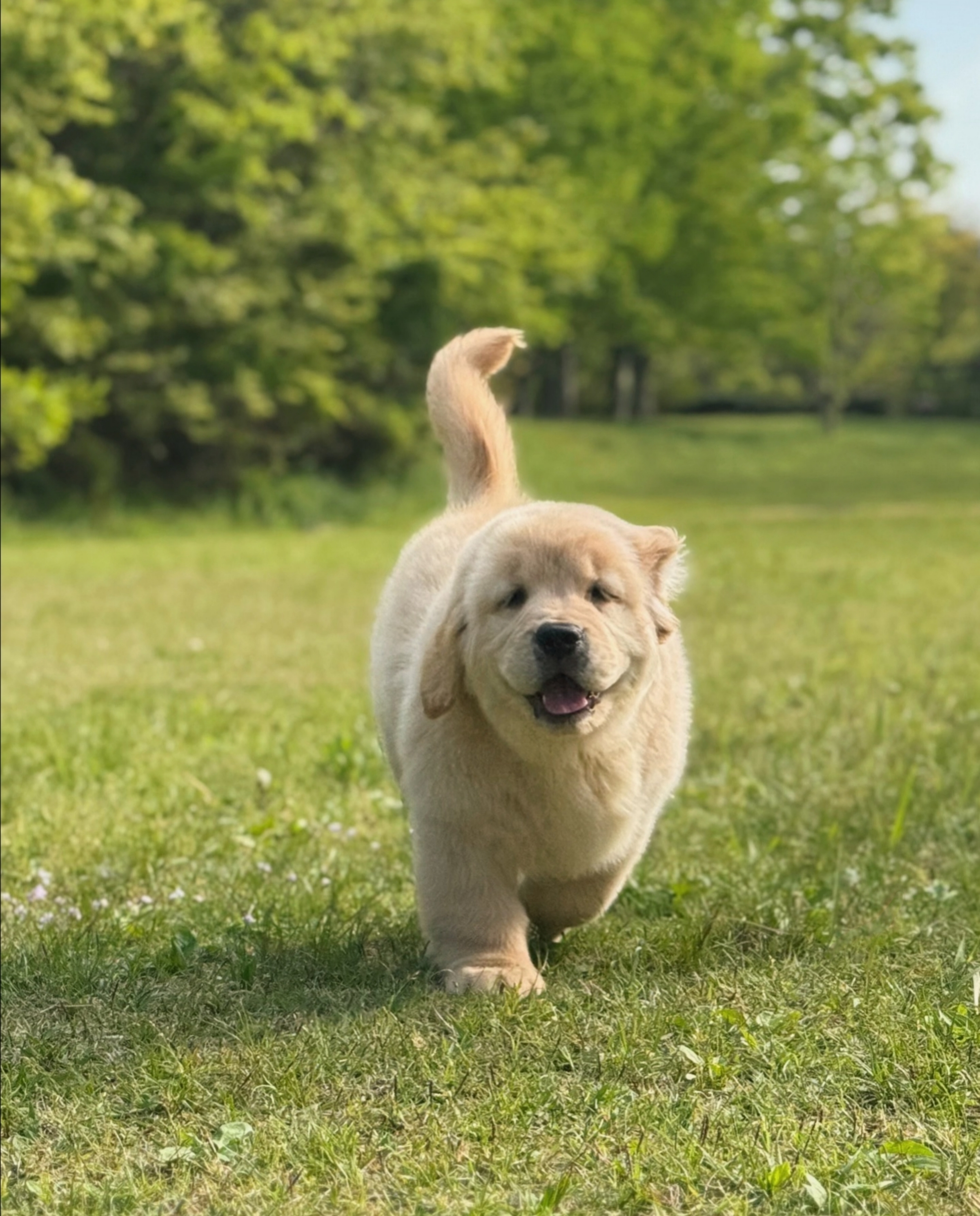 A happy puppy in the park.