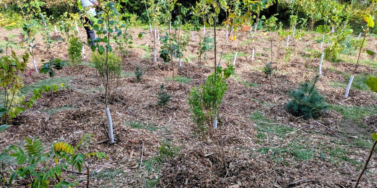 Newly planted trees