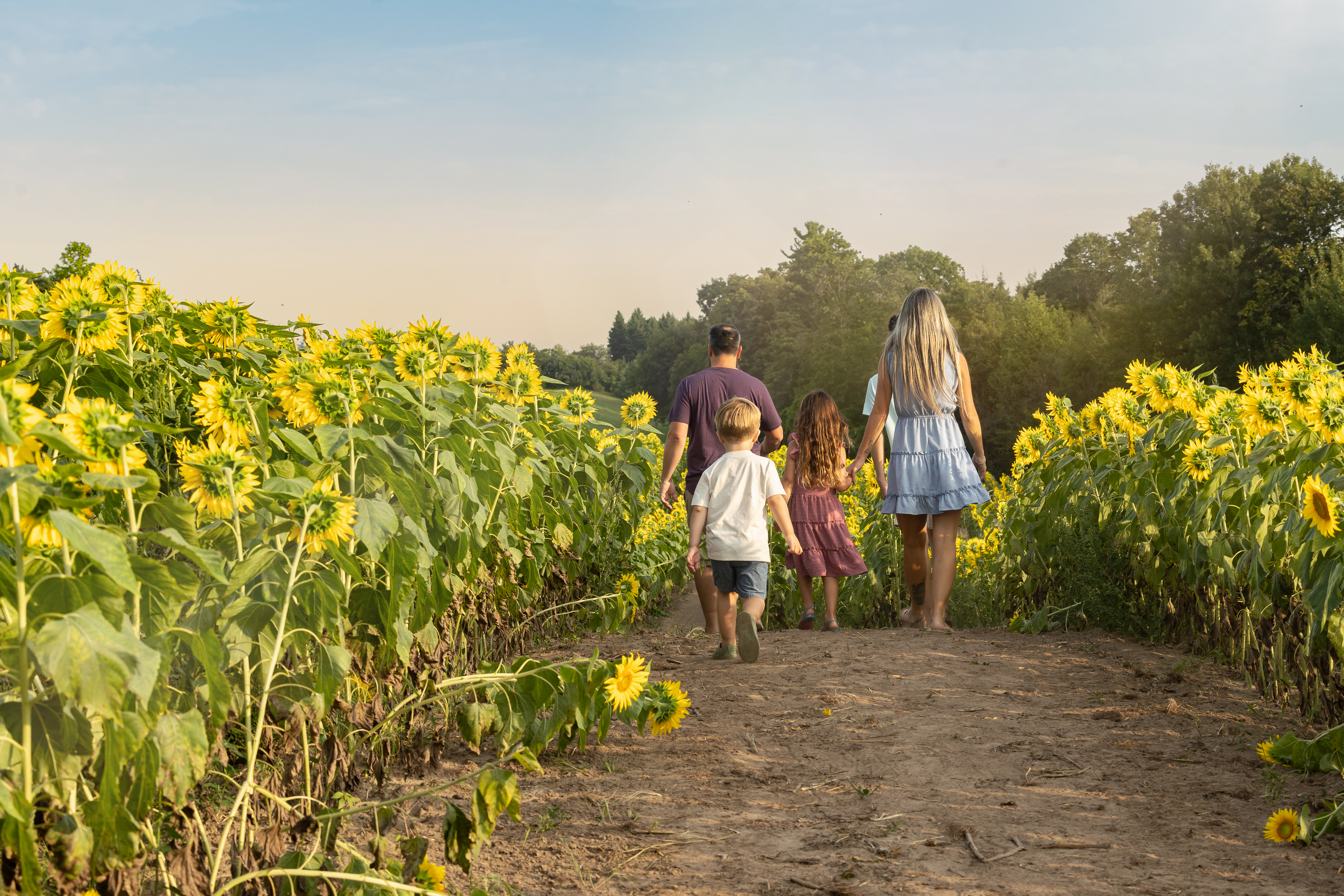 family walking away from camera in sunflower field 